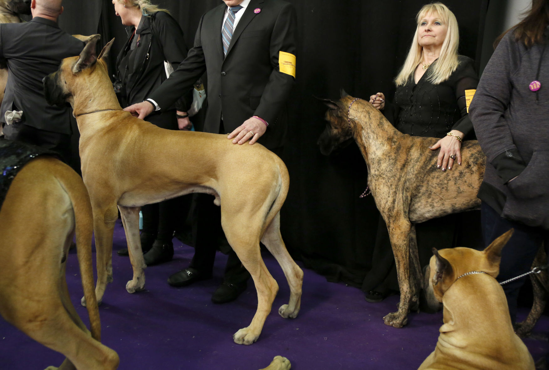 Westminster Dog Show